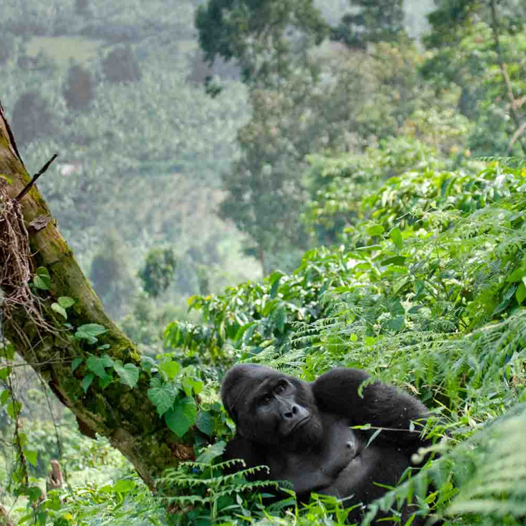 Uganda Gorrila Trekking Rwenzori Mountain Gorillas Hiking Tour