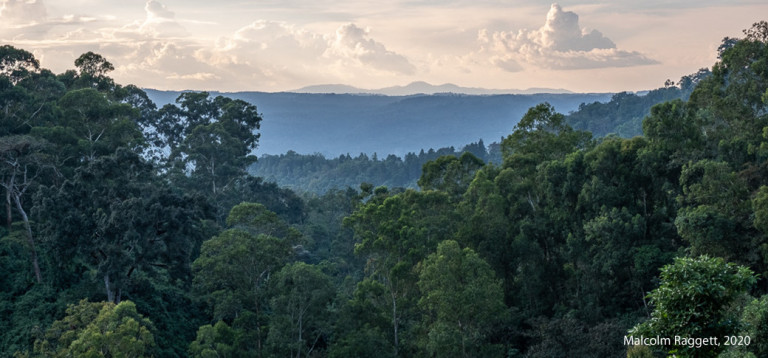 Coffee Forest near Bonga, Ethiopia
