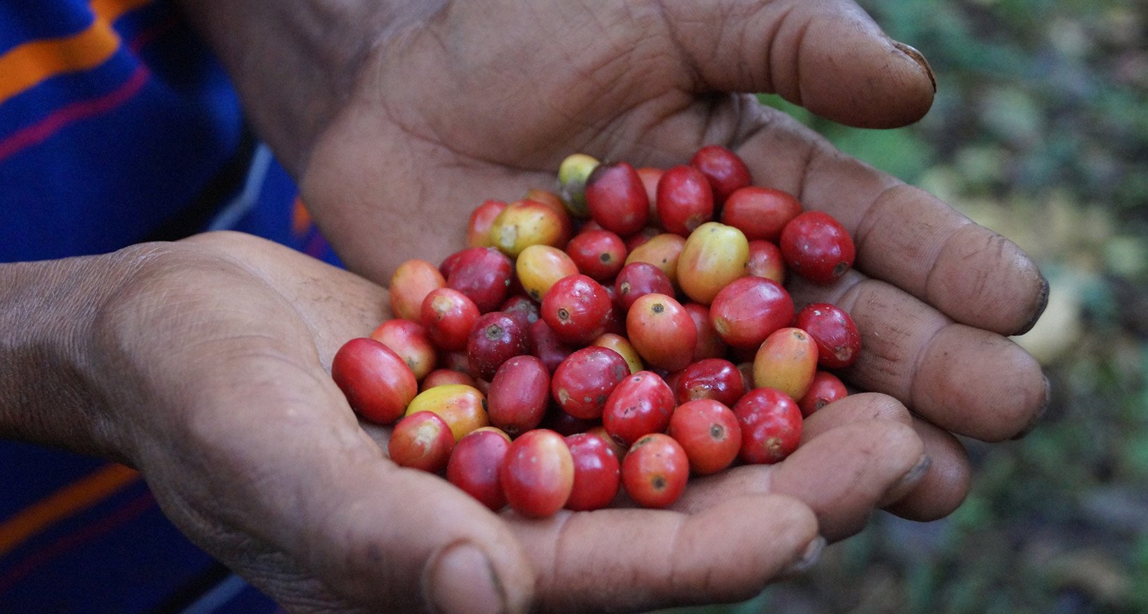 tourhub | YellowWood Adventures | Journey through the Origins of Ethiopian Coffee 