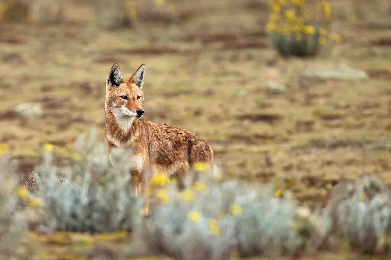 tourhub | YellowWood Adventures | Trekking and wolf-spotting in the Bale Mountains of Ethiopia 