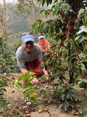 Picking Coffee Cherries, Organic Coffee Farm, Costa Rica