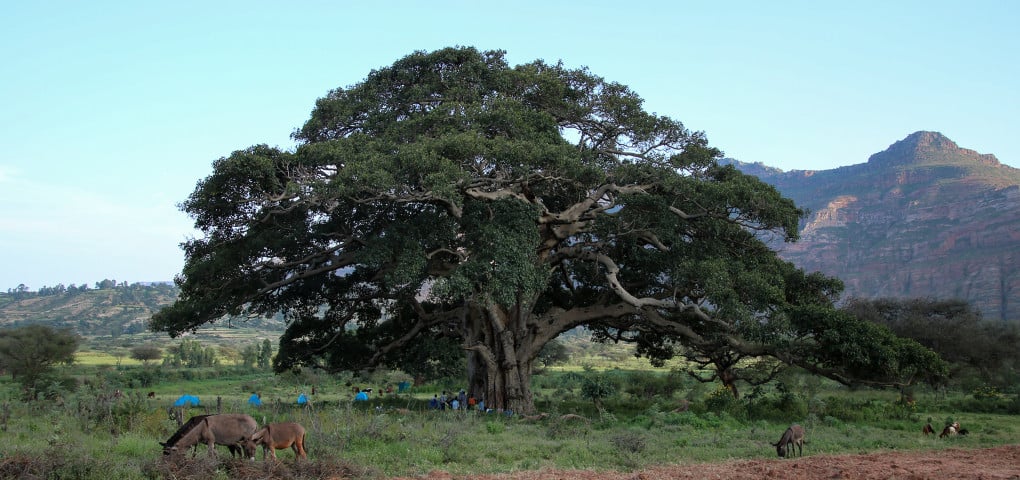 Camping beneath a giant sycamore, Gheralta, Ethiopia