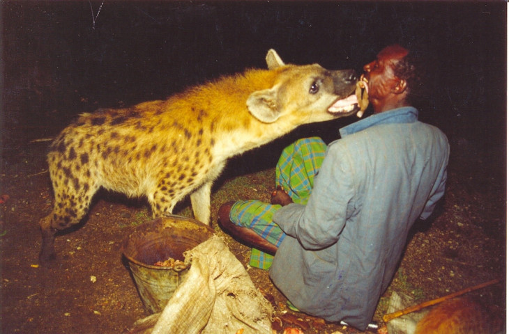 Harar-Hyena Feeding