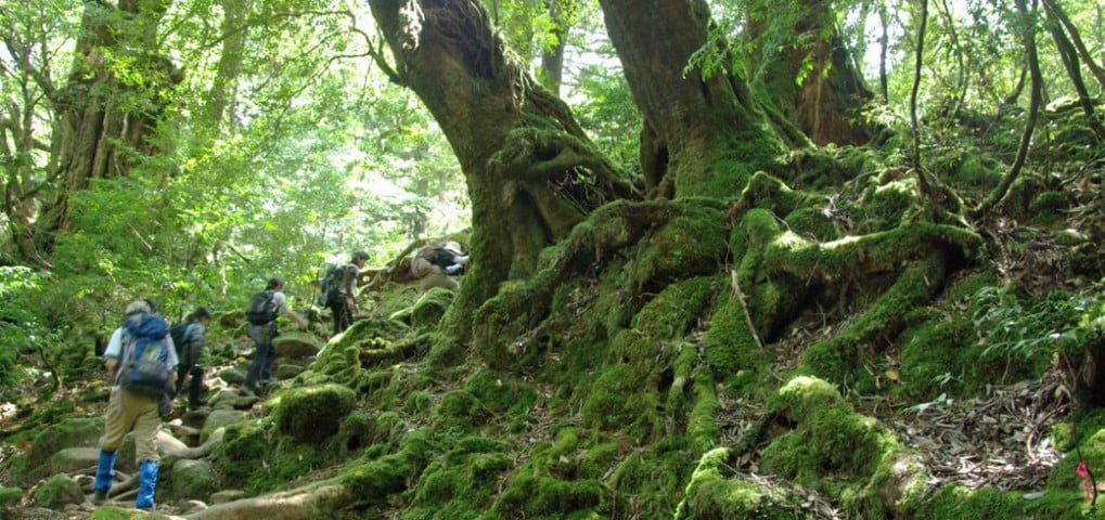 Lush green forests of Yakushima, Lost Islands of Japan