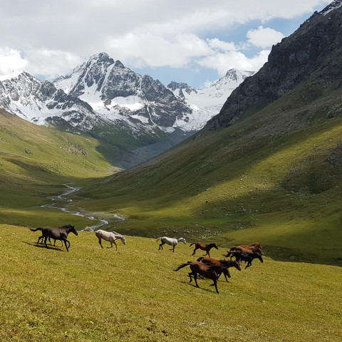 Wild Horses in the Tian Shan Mountains, Kyrgyzstan