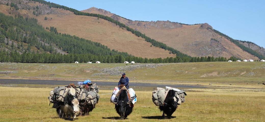 Heavily loaded yaks, Nomadic life, Mongolia