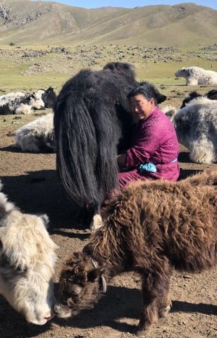 Milking Yaks, Naiman Nuur, Mongolia