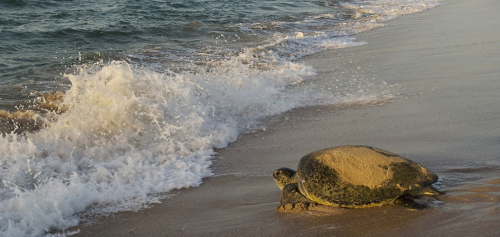 Ras Al Jinz Turtle Reserve, People & Landscapes of Oman