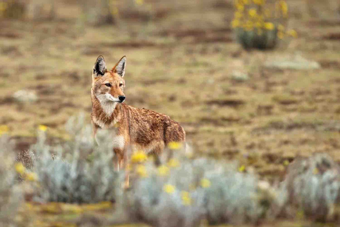 Trek Ethiopia's Spectacular Bale Mountains | Wildlife Tour