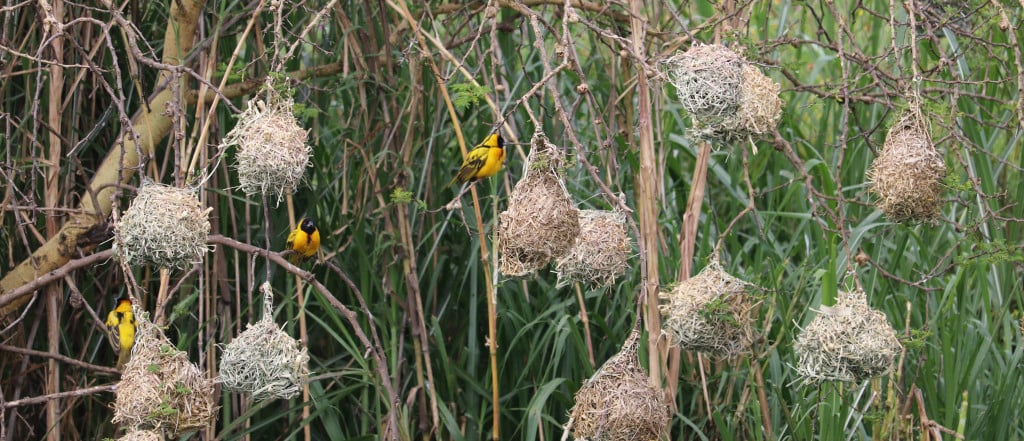 Weaver birds and nests, Ethiopia