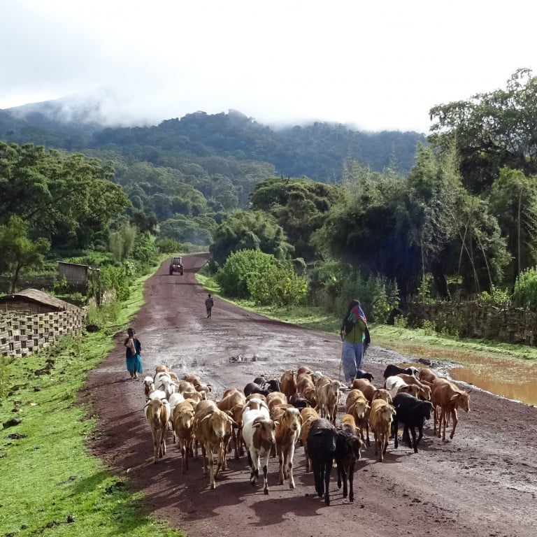 Herding cattle, rural life, Bale Mountains, Ethiopia