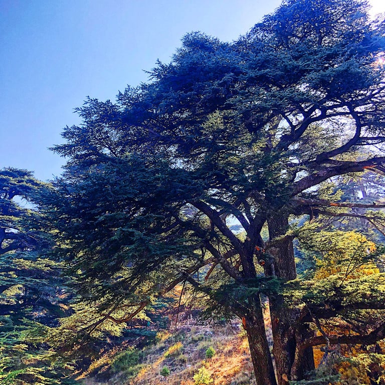 Cedar forests, Lebanon