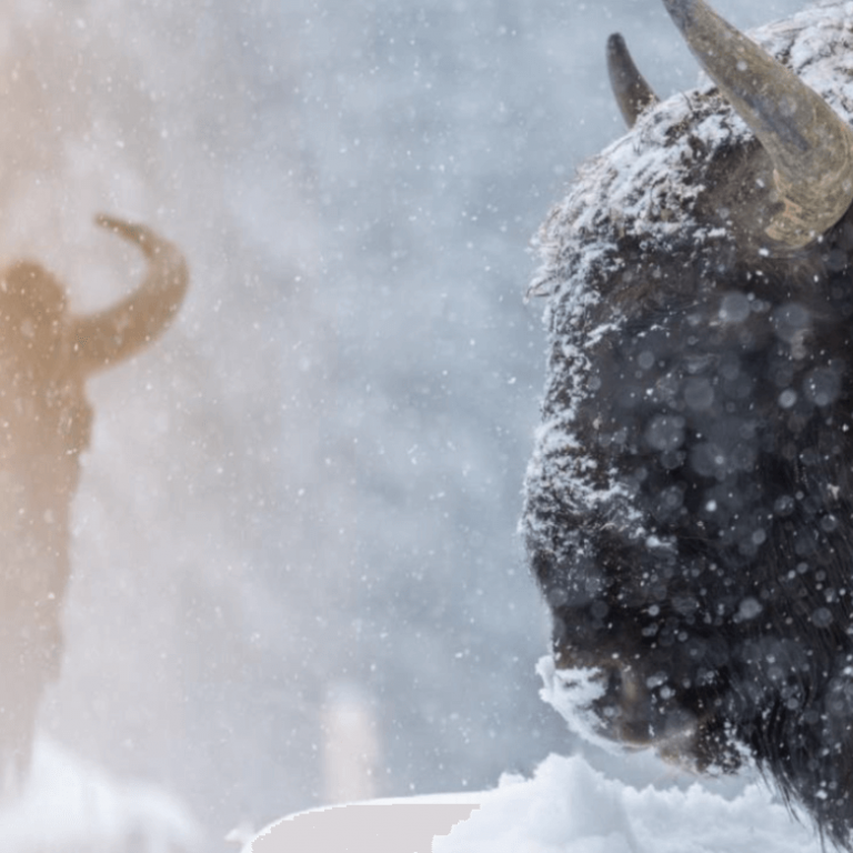 Bison Reintroduced into Carpathian Mountains-Romania