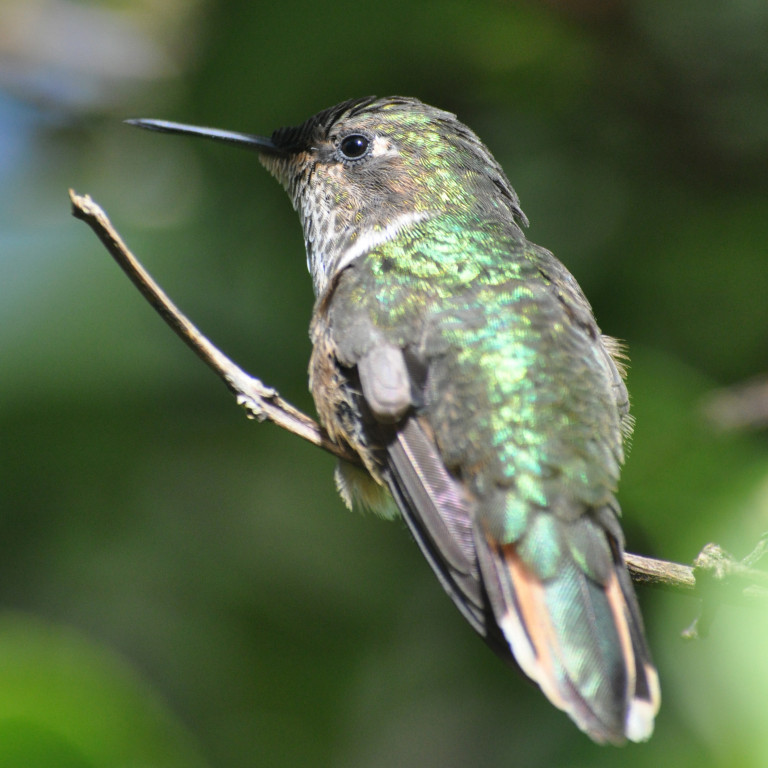 Volcano Hummingbird, Costa Rica