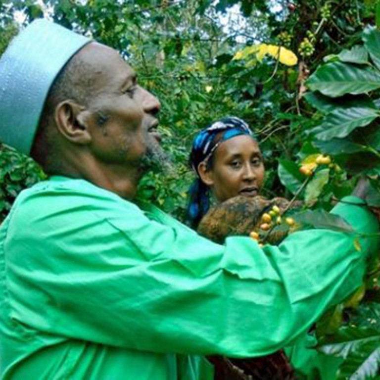 Picking Coffee, Farm Africa Project, Bale Mountains, Ethiopia