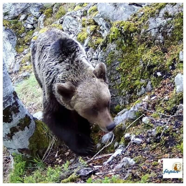 Brown bear in the Picos de Europa