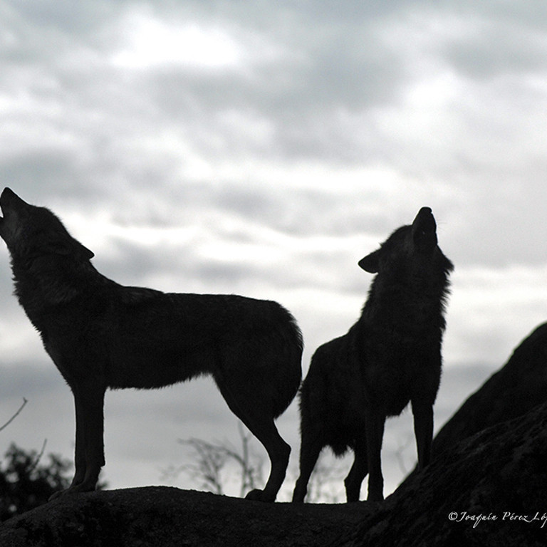 Wolves, Picos Mountains, Spain