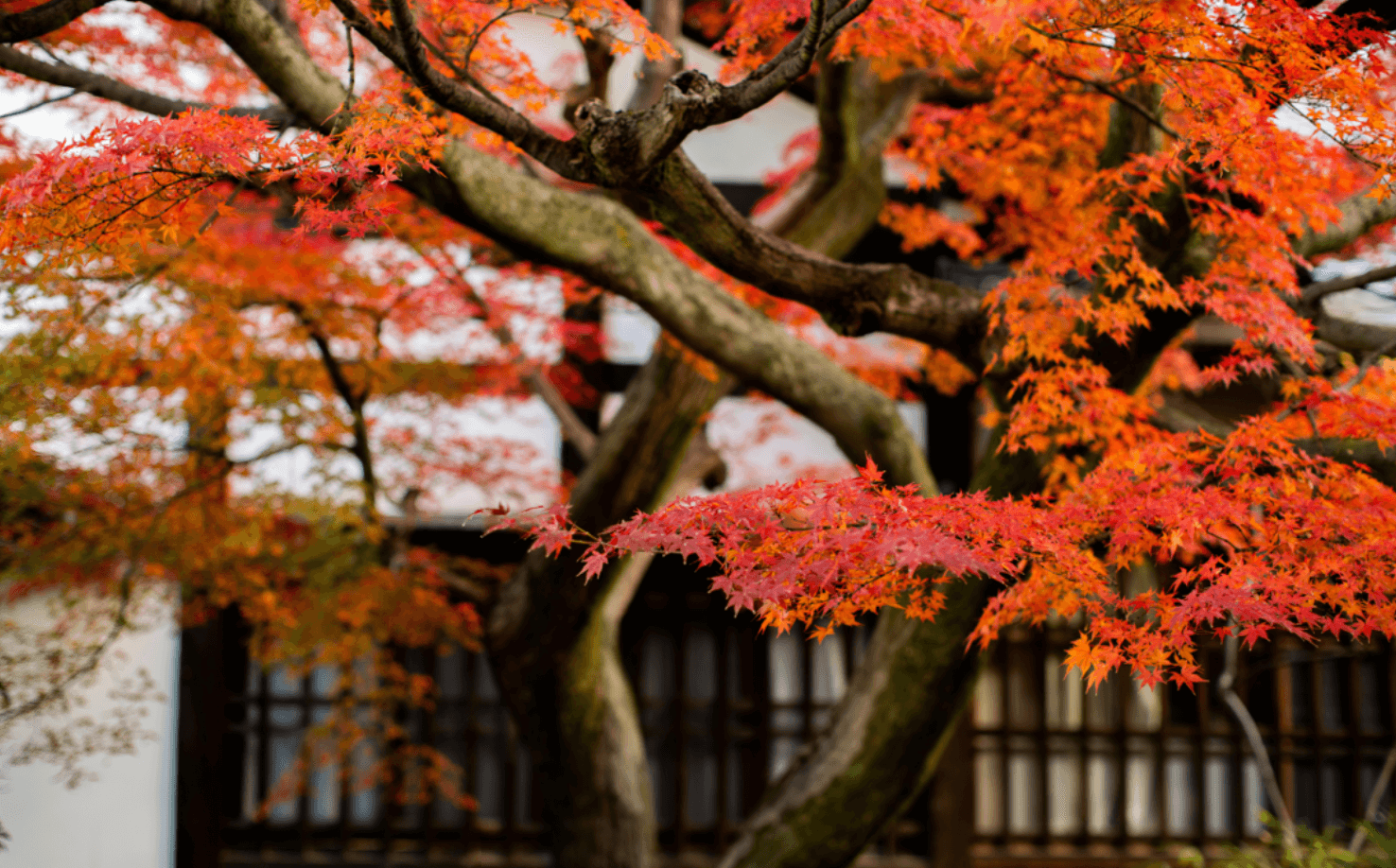 tourhub | YellowWood Adventures | Walking through the traditions & history of Japan 