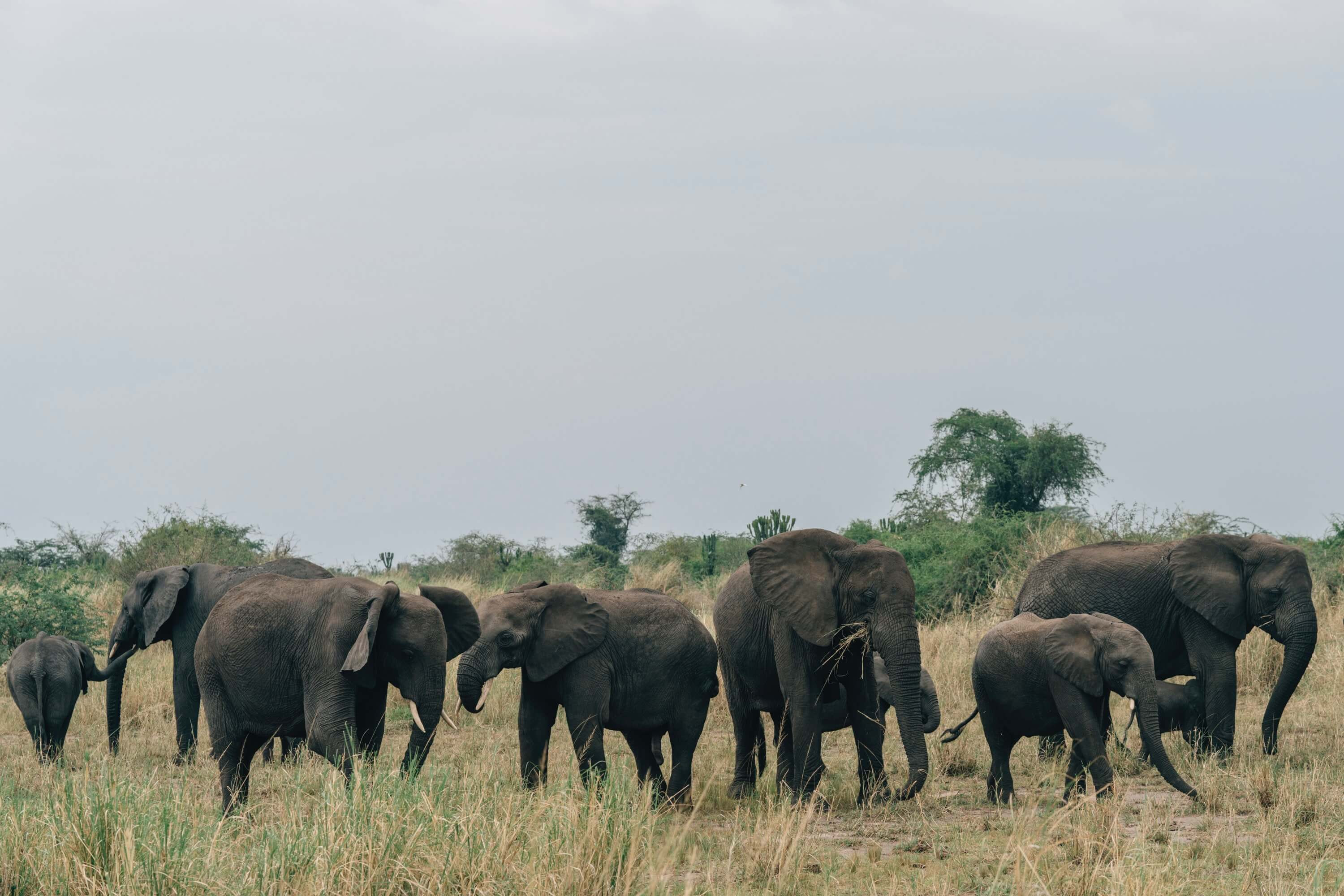 tourhub | YellowWood Adventures | Wildlife of Western Uganda Safari 