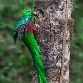 Quetzal, Los Quetzales National Park, Costa Rica
