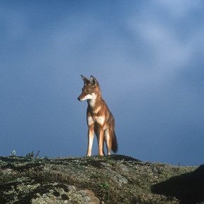 Ethiopian wolf in the Bale Mountains, Ethiopia