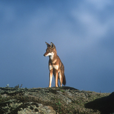 Ethiopian wolf in the Bale Mountains, Ethiopia