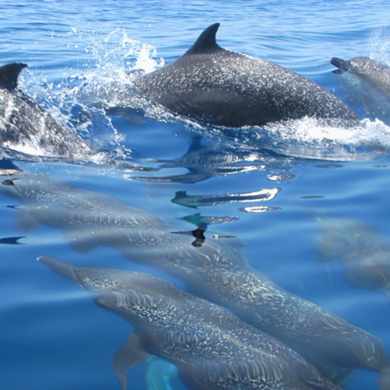 Dolphins in Drake Bay, Costa Rica