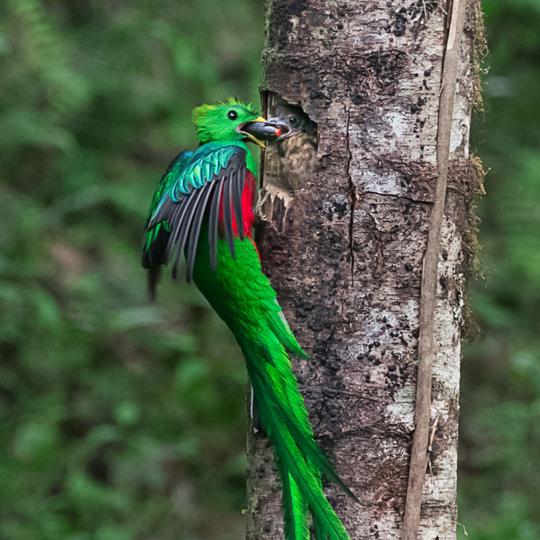 Quetzal, Costa Rica