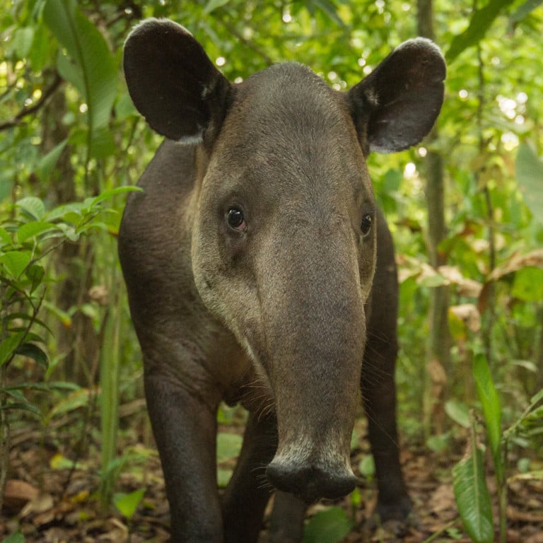 Costa Rica Ecotourism | Forests & Shores of Costa Rica - Yellow Wood ...