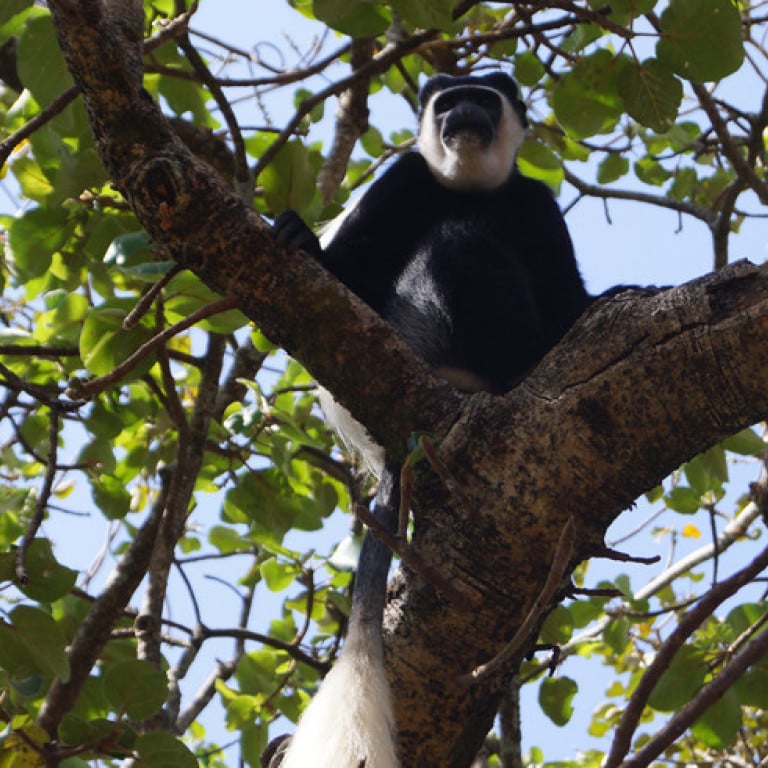 Colobus Monkey, Kafa Biosphere Reserve, Ethiopia