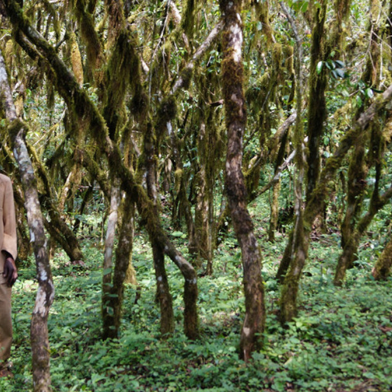 Wild Coffee Plants in Kafa Biosphere Reserve, Ethiopia