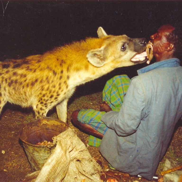 Harar-Hyena Feeding