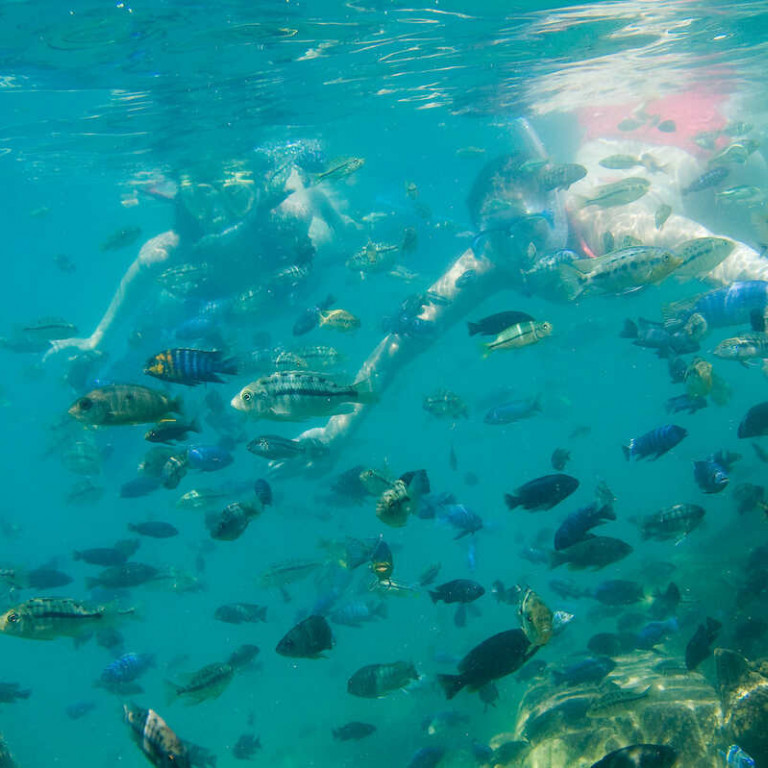 safari-swimming-in-lake-malawi