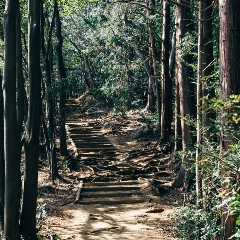 Mt Takao Forest path