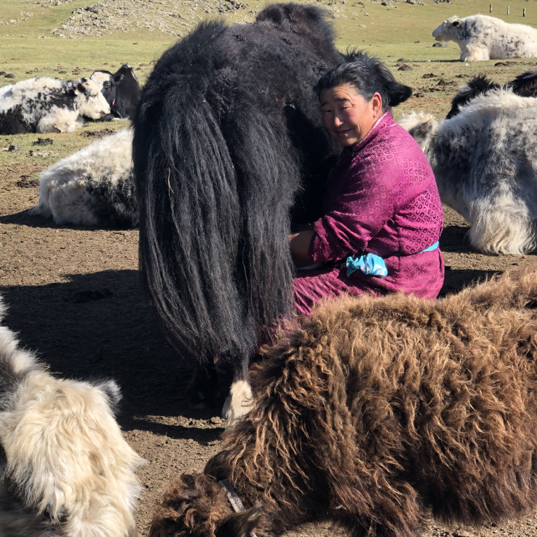 Milking Yaks, Naiman Nuur, Mongolia