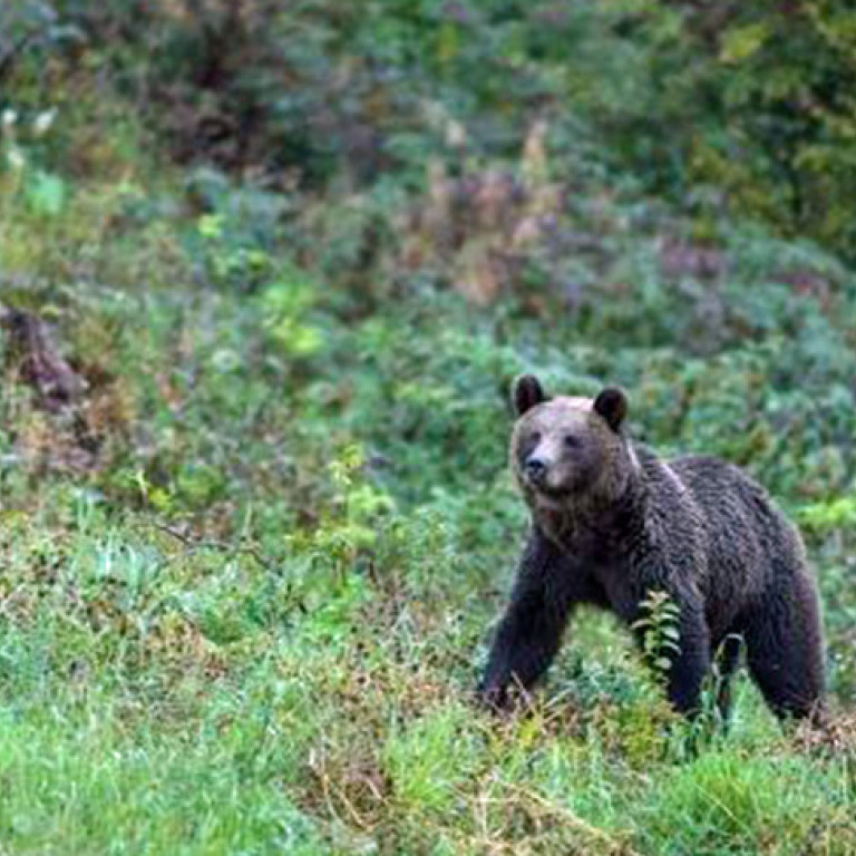 Brown bear, Carpathian Mountains, Romania