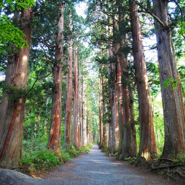 Cedars in Togakushi