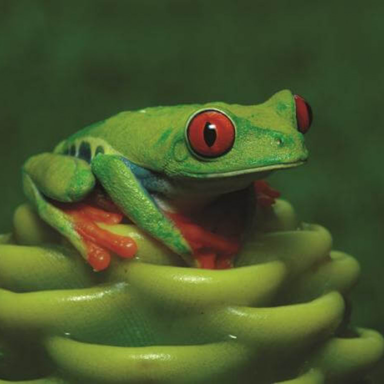 Tree Frog-Forests & Shores of Costa Rica