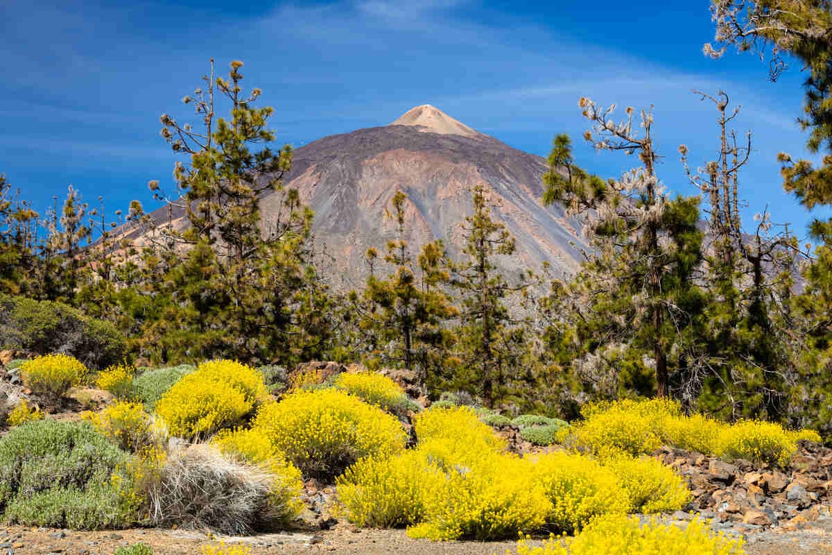 tourhub | YellowWood Adventures | Hiking the wondrous landscapes of the Canary Islands 