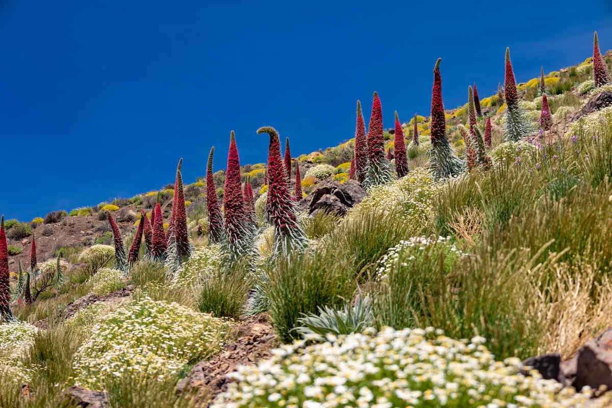 tourhub | YellowWood Adventures | Hiking the wondrous landscapes of the Canary Islands 