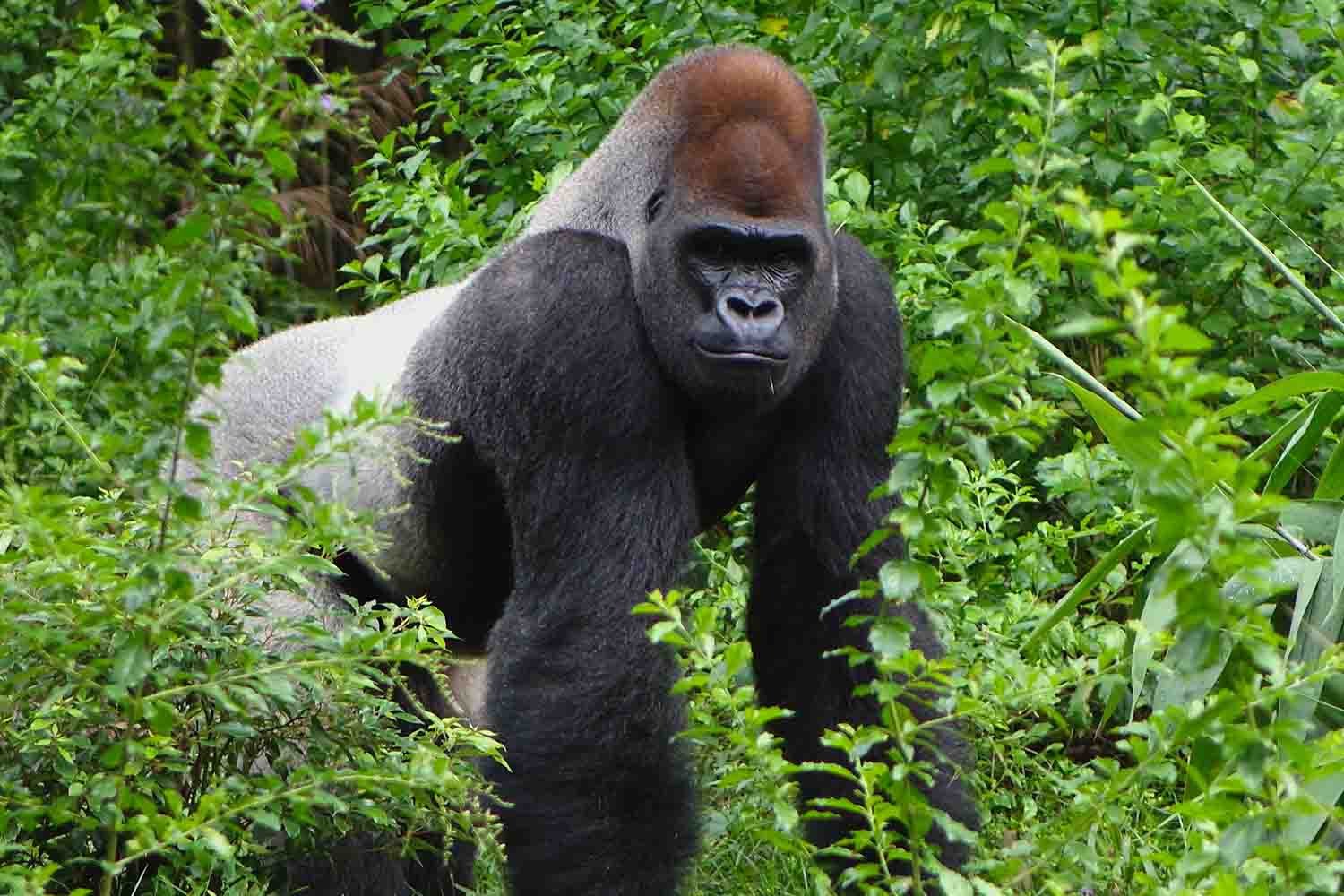 tourhub | YellowWood Adventures | Gorillas & Hiking Uganda's Rwenzori Mountains 