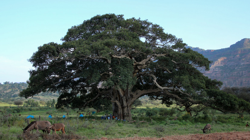 Camping beneath a giant sycamore, Gheralta, Ethiopia