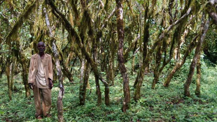 Wild Coffee Plants in Kafa Biosphere Reserve, Ethiopia